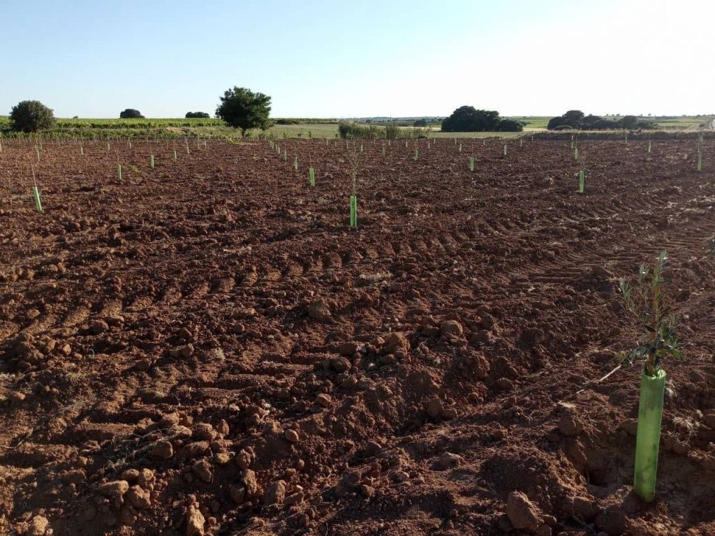Olivar séptima ARESI
